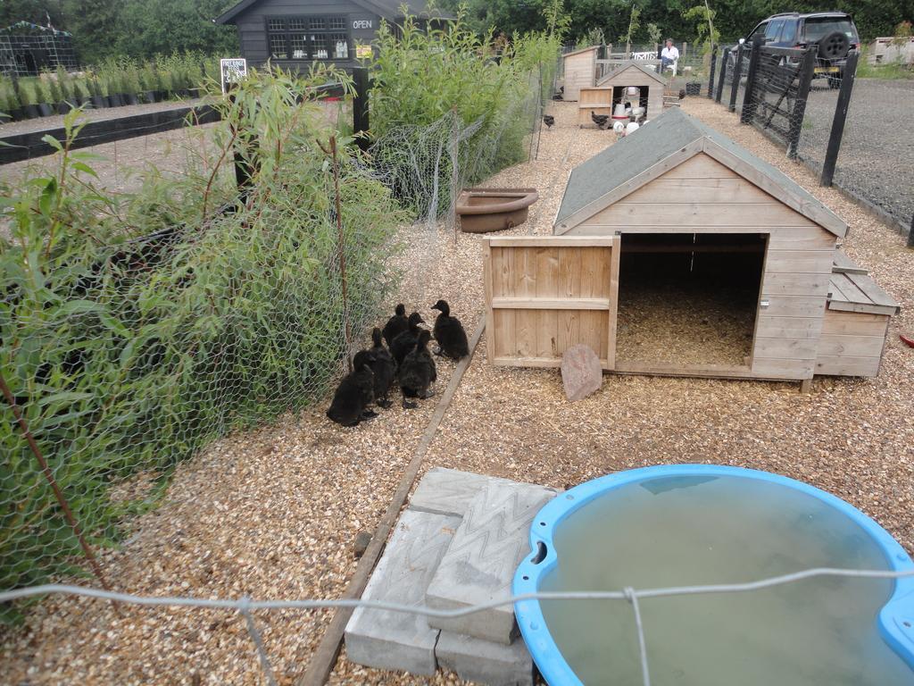 Willow Court Farm Studio East & Petting Farm, 8 Mins To Legoland & Windsor, 15 Mins To Lapland Uk Esterno foto