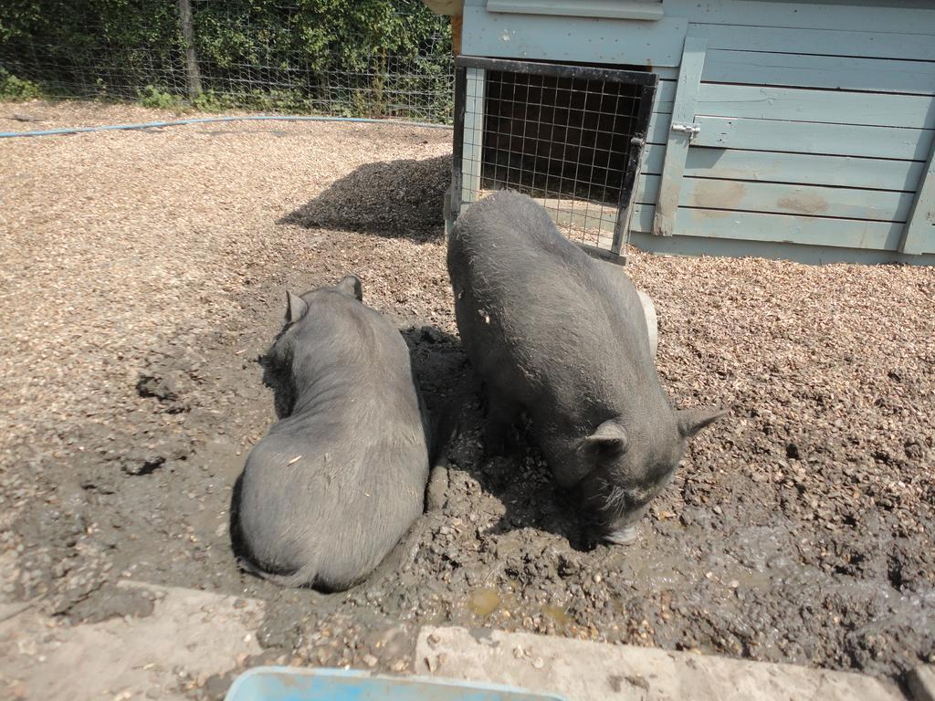 Willow Court Farm Studio East & Petting Farm, 8 Mins To Legoland & Windsor, 15 Mins To Lapland Uk Esterno foto