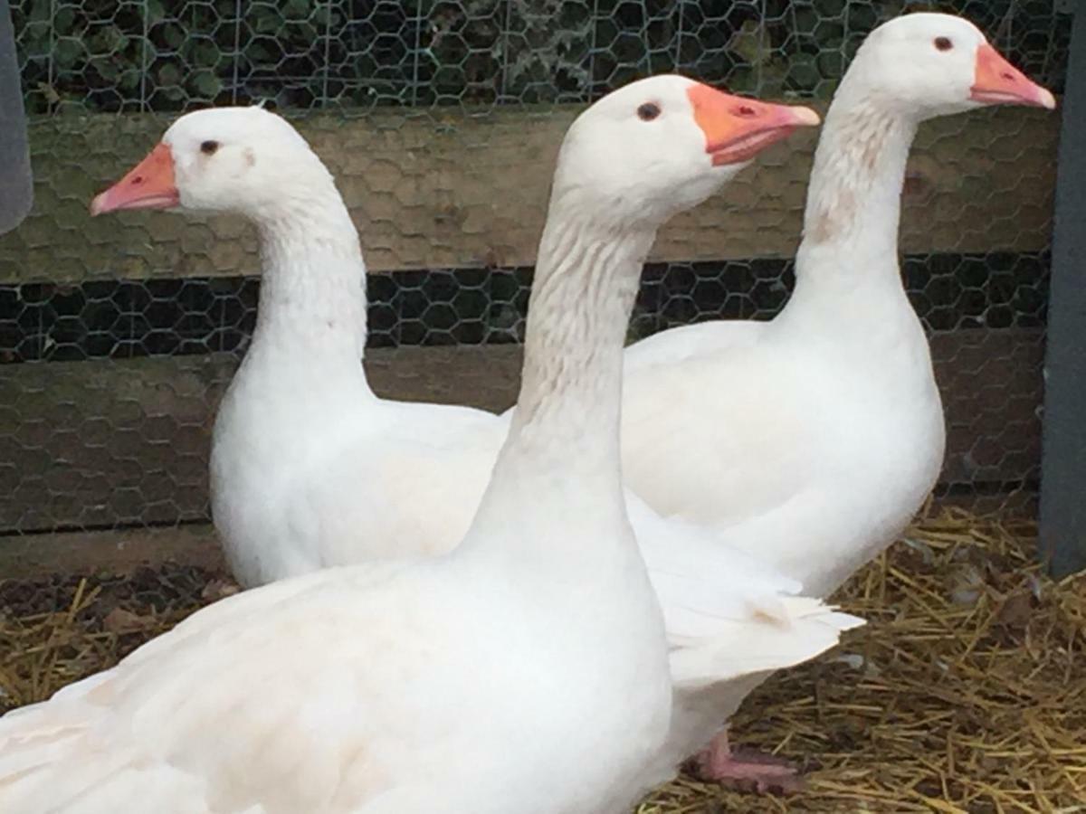 Willow Court Farm Studio East & Petting Farm, 8 Mins To Legoland & Windsor, 15 Mins To Lapland Uk Esterno foto