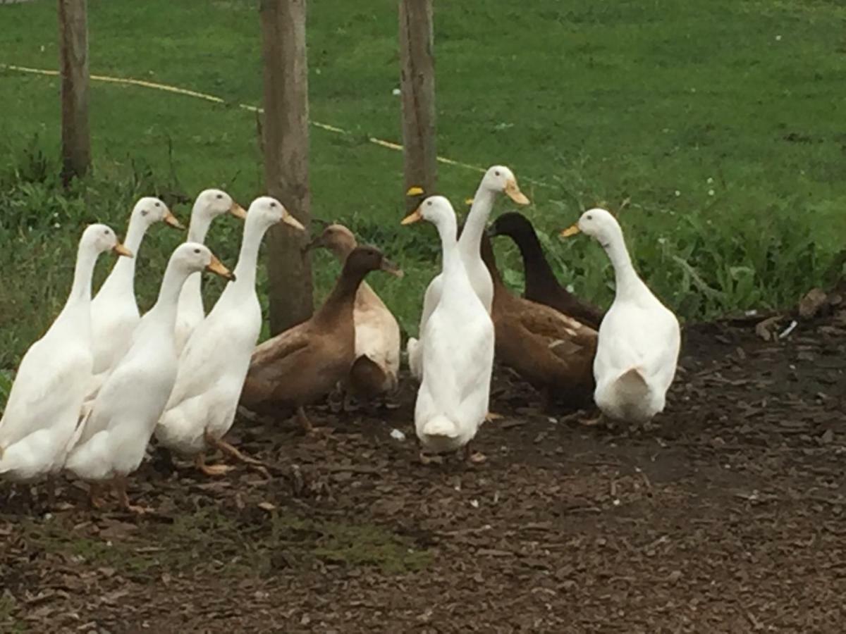 Willow Court Farm Studio East & Petting Farm, 8 Mins To Legoland & Windsor, 15 Mins To Lapland Uk Esterno foto