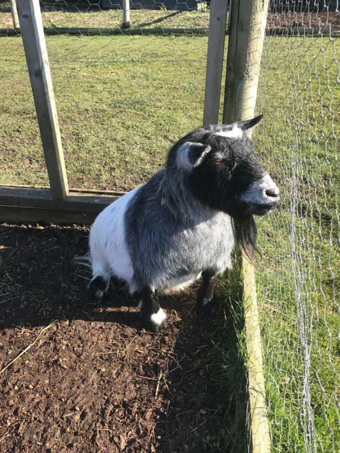 Willow Court Farm Studio East & Petting Farm, 8 Mins To Legoland & Windsor, 15 Mins To Lapland Uk Esterno foto