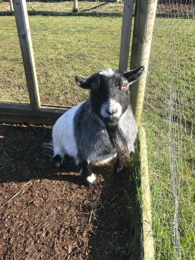 Willow Court Farm Studio East & Petting Farm, 8 Mins To Legoland & Windsor, 15 Mins To Lapland Uk Esterno foto