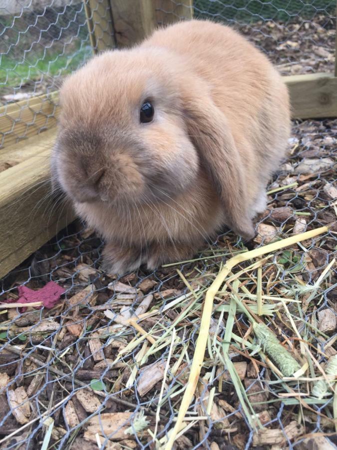 Willow Court Farm Studio East & Petting Farm, 8 Mins To Legoland & Windsor, 15 Mins To Lapland Uk Esterno foto